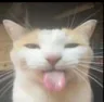 :mem_cat_BeBeBe: