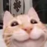 :mem_cat_Prikolna: